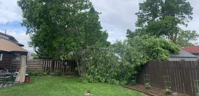 Tree blown over in Pacific Heights in Saskatoon during a storm