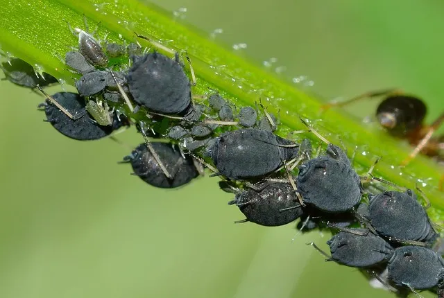 Common Pests - Aphids