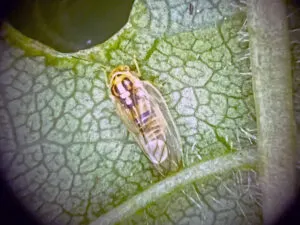Cottony Ash Psyllid