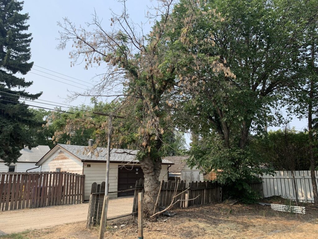 Tree Trimming Saskatoon