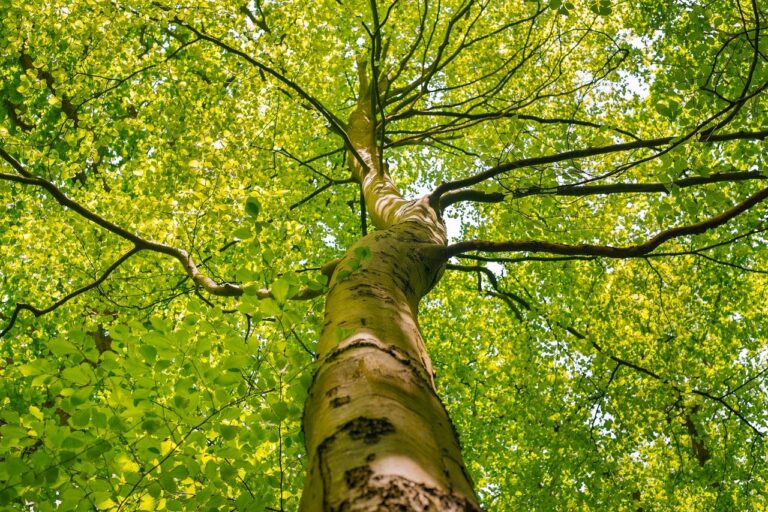 Tree Restoration Saskatoon, SK