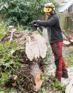 Tree Removal Company Saskatoon, SK