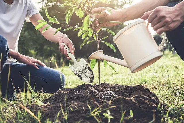 Tree Planting Saskatoon, SK