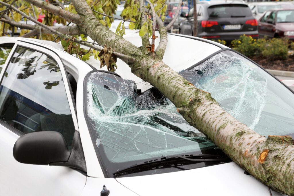 Emergency Tree Removal Martenville, SK
