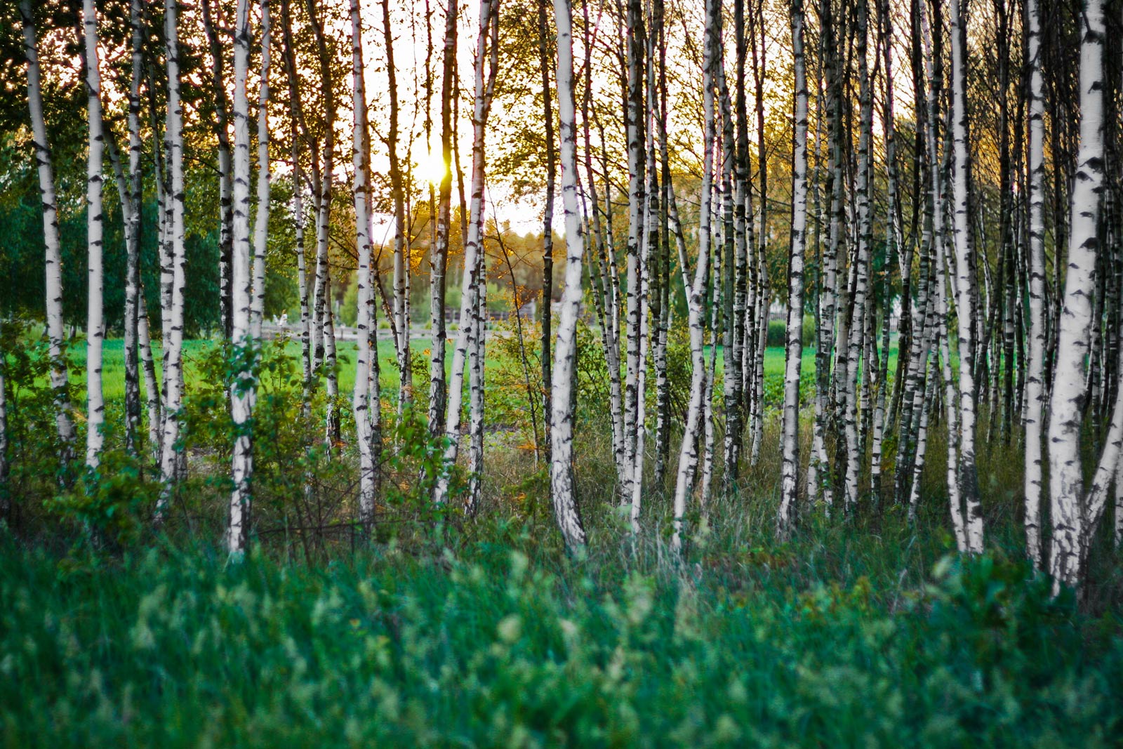 Tree Cutting Services Near Me Saskatoon, SK