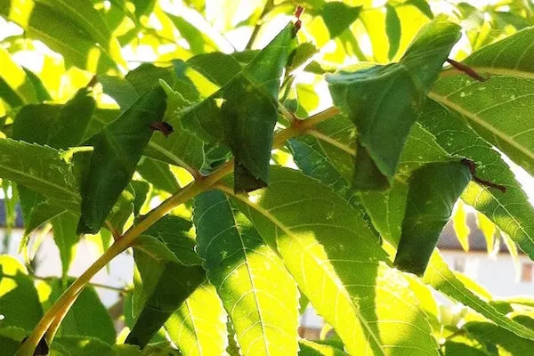 Common Pests - Ash Leaf Cone Roller Saskatchewan
