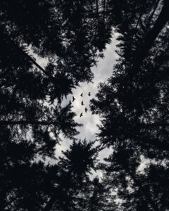 Climate Change and Resistant Tree Care