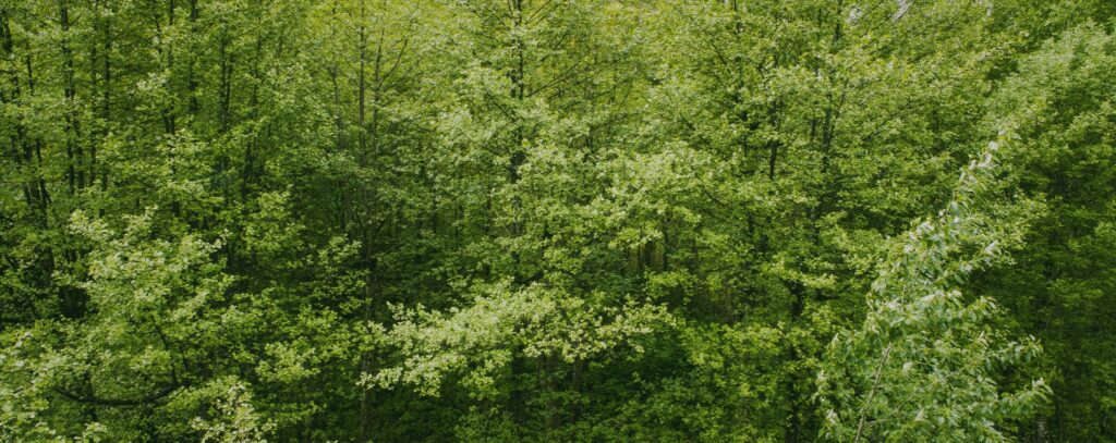 Contact Us Tree Removal Saskatoon, SK