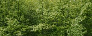 Contact Us Tree Removal Saskatoon, SK