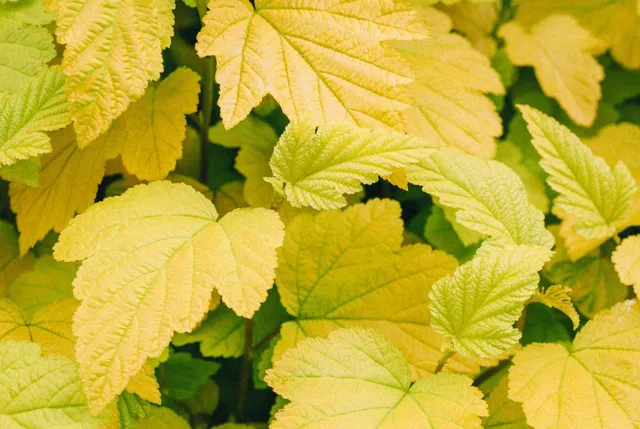Sick Leaves Saskatchewan