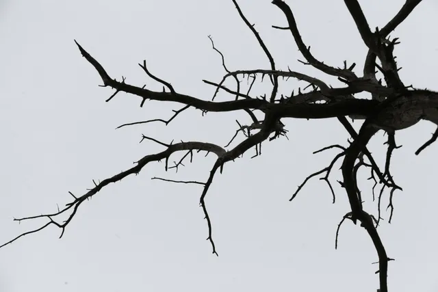 Cutting Dead Branches Martensville, SK