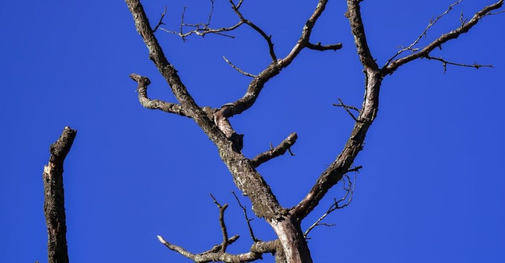 Dead Branches on a Tree in Saskatoon, SK