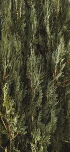 Winterizing Cedar Trees