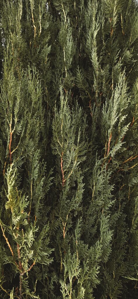 Winterizing Cedar Trees